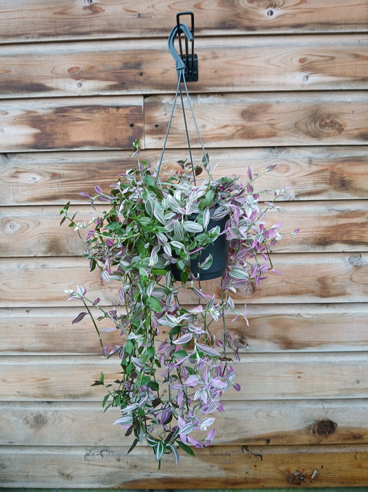 Tradescantia flum. 'Pink Hill' / P17 - hangpot-Easy Garden Centre