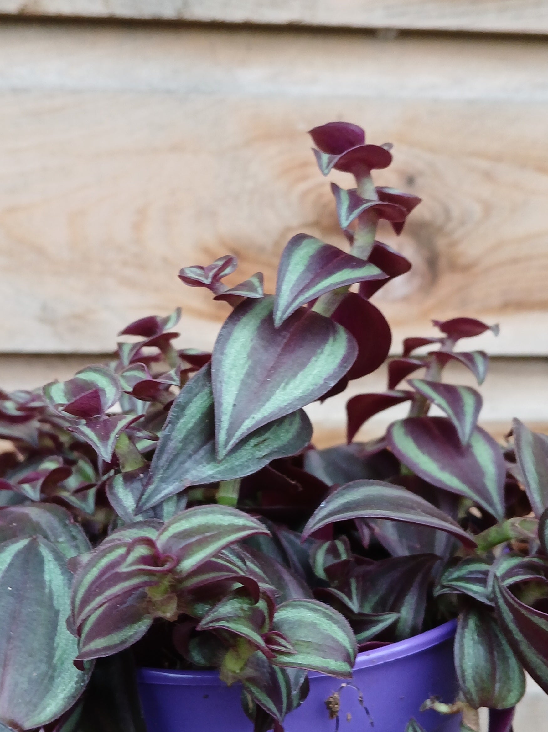 Tradescantia mix / P12-Easy Garden Centre