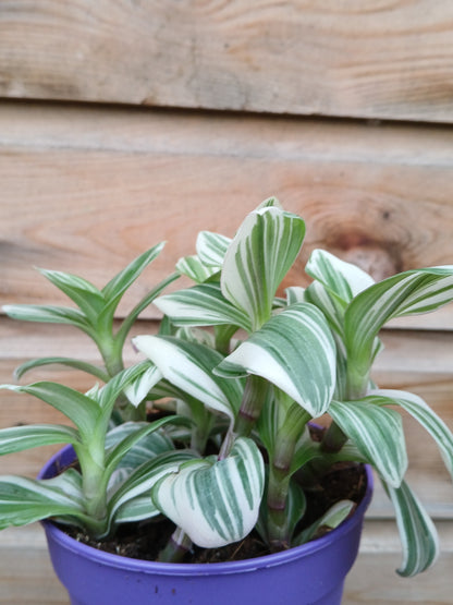 Tradescantia mix / P12-Easy Garden Centre