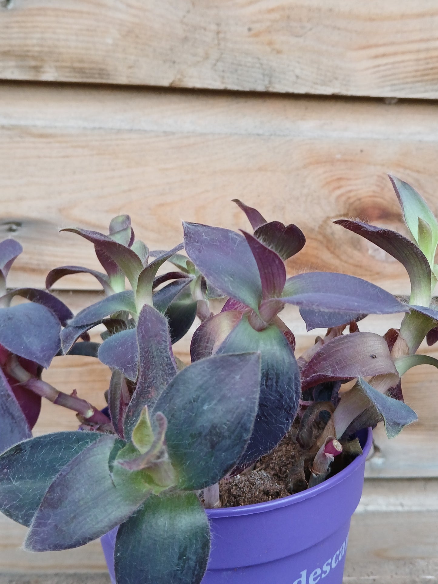 Tradescantia mix / P12-Easy Garden Centre