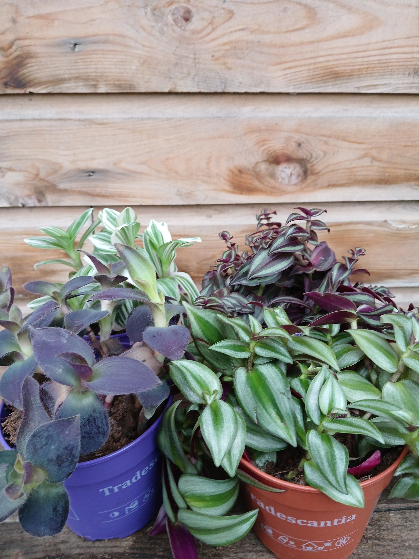 Tradescantia mix / P12-Easy Garden Centre