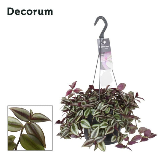 Tradescantia zebr. 'Purpusii' / P18, hanging pot