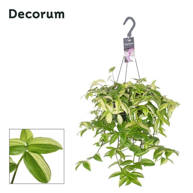 Indoor plants S-Z – Easy Garden Centre