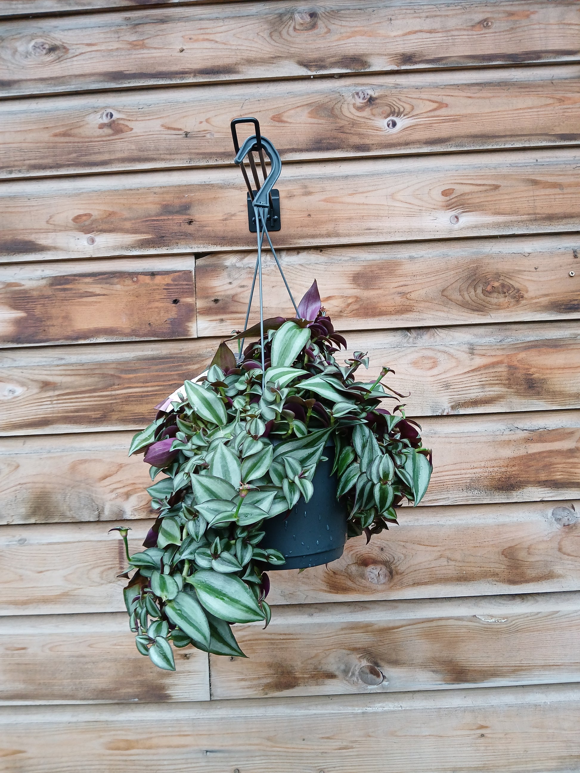 Tradescantia zebr. 'Purpusii' / P18, hanging pot-Easy Garden Centre
