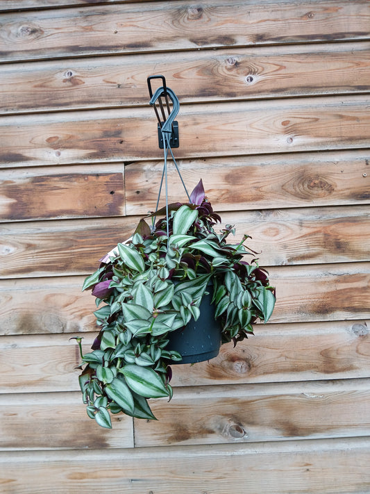 Tradescantia zebr. 'Purpusii' / P18, hanging pot-Easy Garden Centre