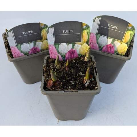 Tulip Mix 1 Ltr