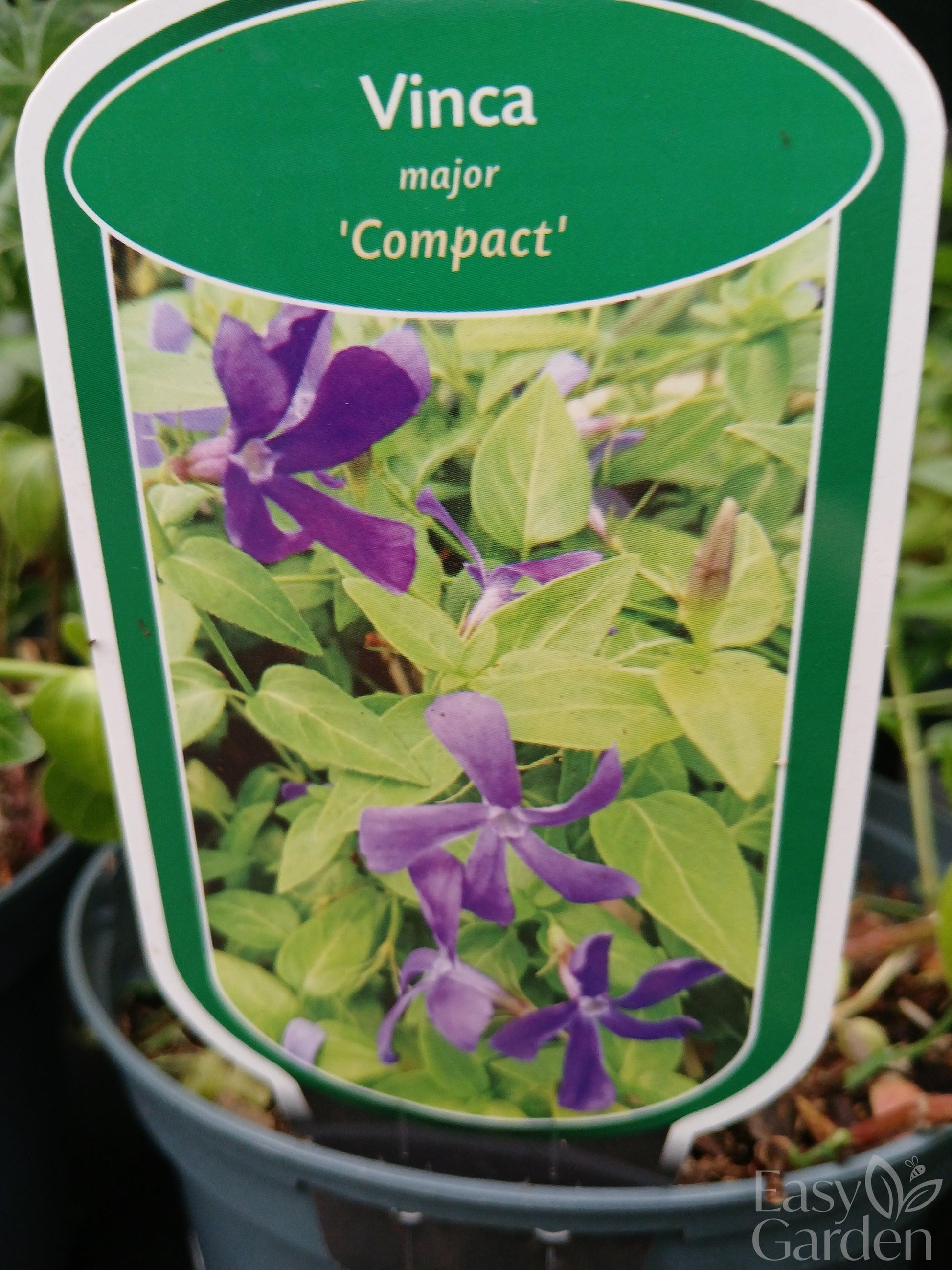 Vinca Minor Mix / V2 15cm-Easy Garden Centre