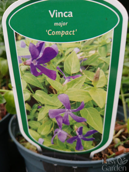 Vinca Minor Mix / V2 15cm-Easy Garden Centre