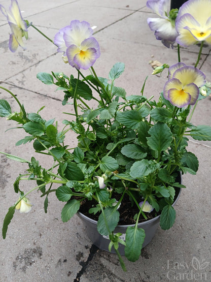 Viola Etain 2 Ltr-Easy Garden Centre