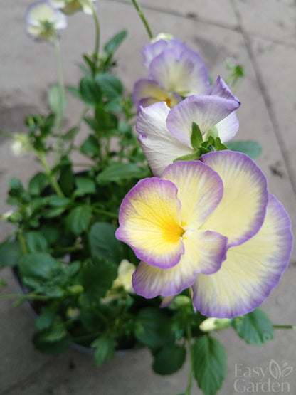 Viola Etain 2 Ltr-Easy Garden Centre
