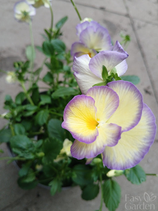Viola Etain 2 Ltr-Easy Garden Centre