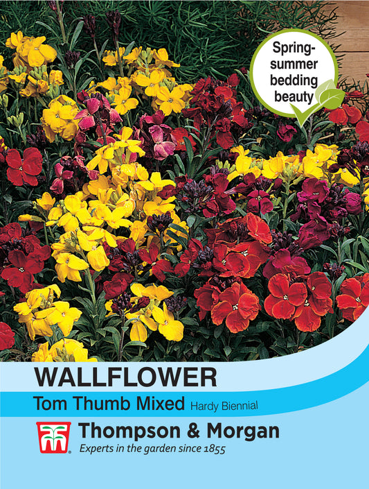 Wallflower Tom Thumb