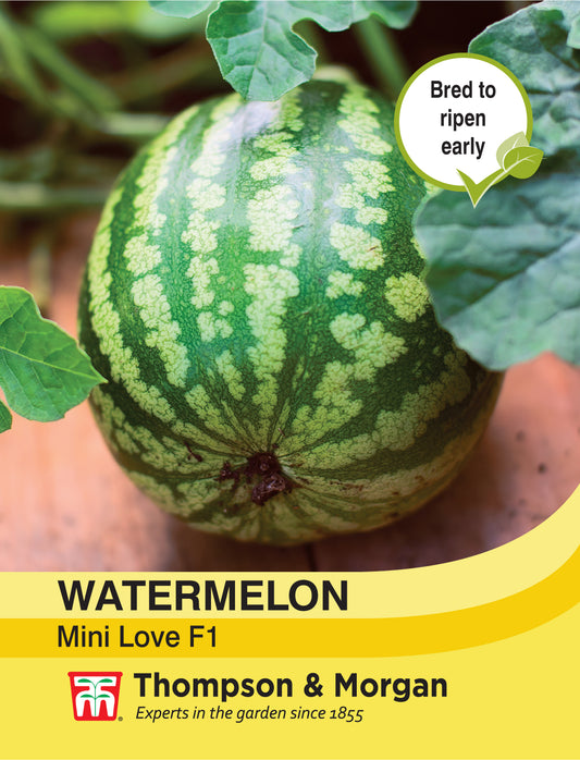 Watermelon Mini Love F1 Hybrid