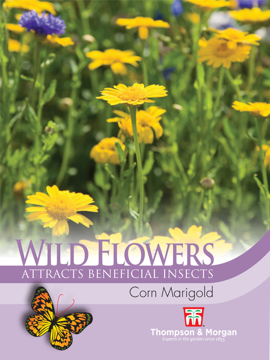 Wild Flower Corn Marigold
