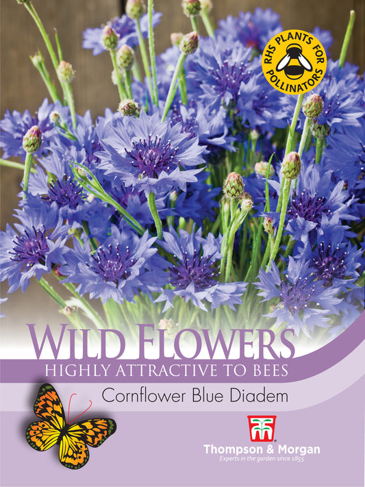 Wild Flower Cornflower Blue Diadem