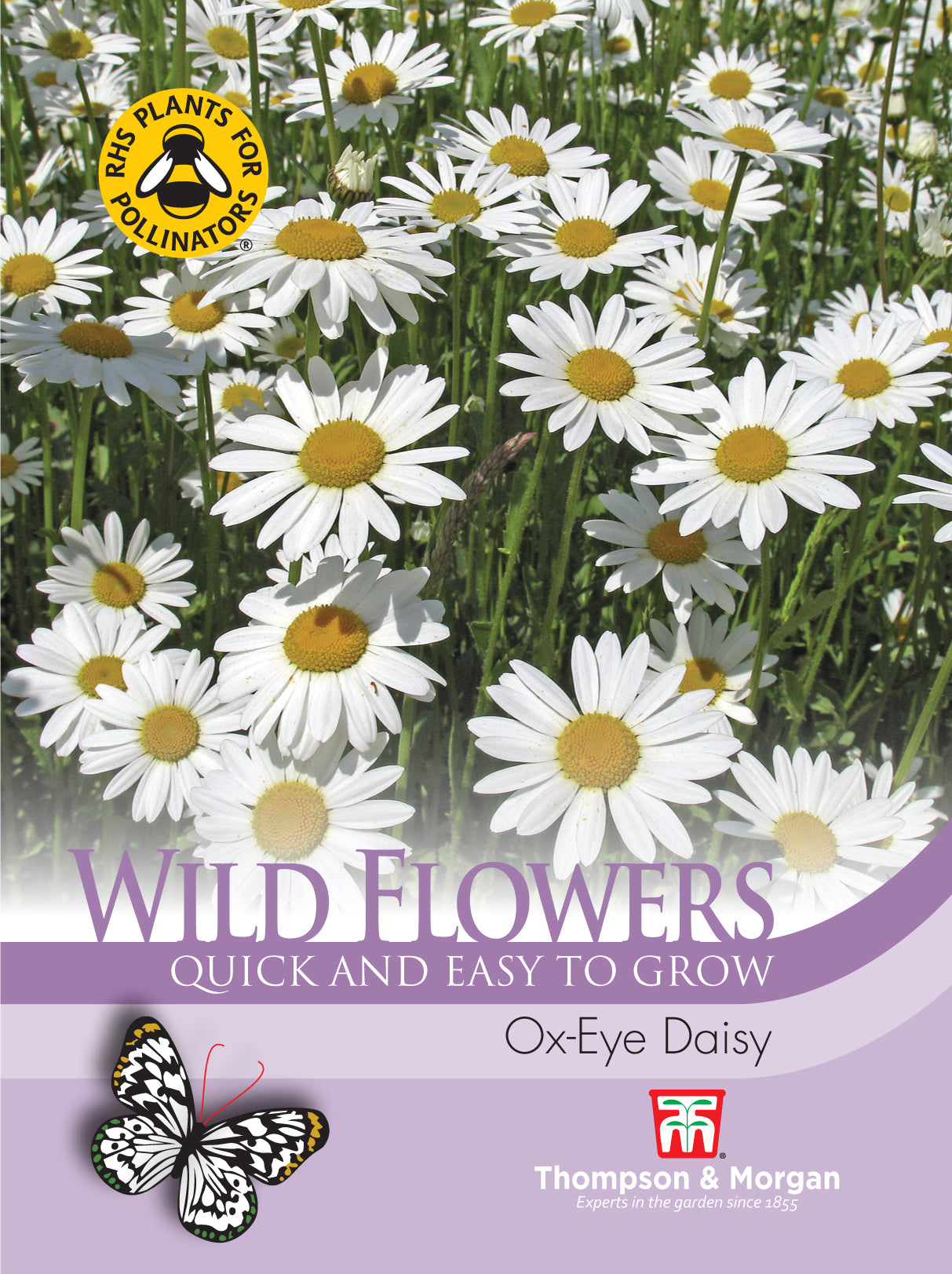 Wild Flower Ox- Eye Daisy