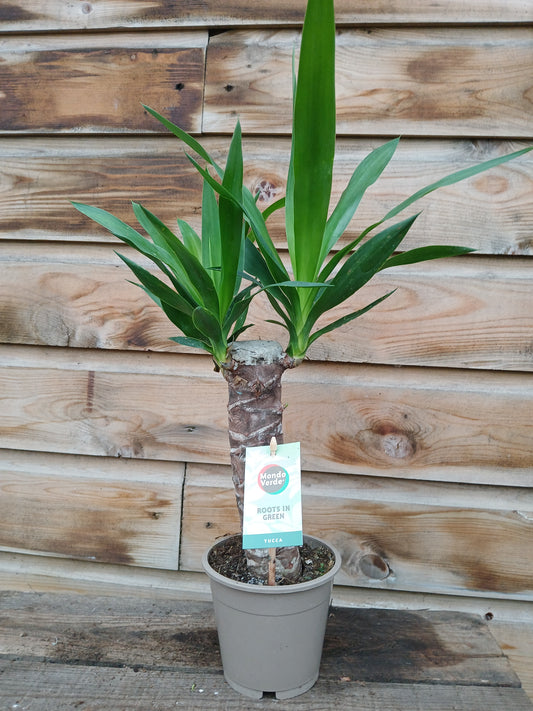 Yucca elephantipes / P12-Easy Garden Centre