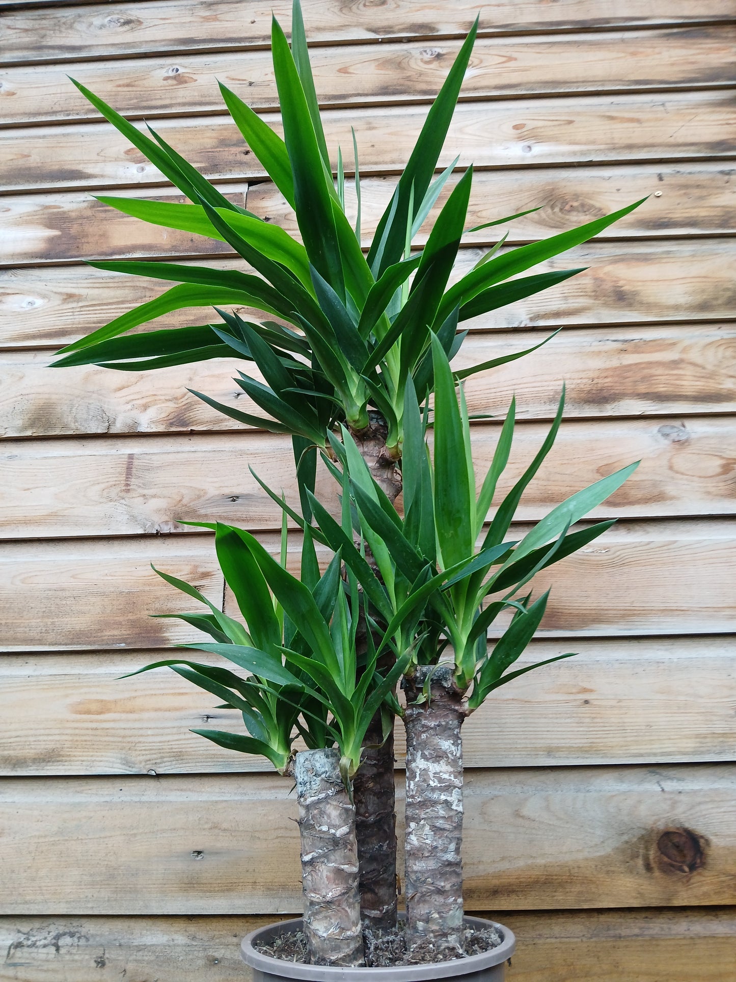 Yucca elephantipes³ / P21/60+30+20 stem-Easy Garden Centre