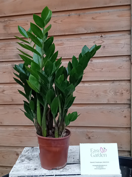 Zamioculcas P14-Easy Garden Centre