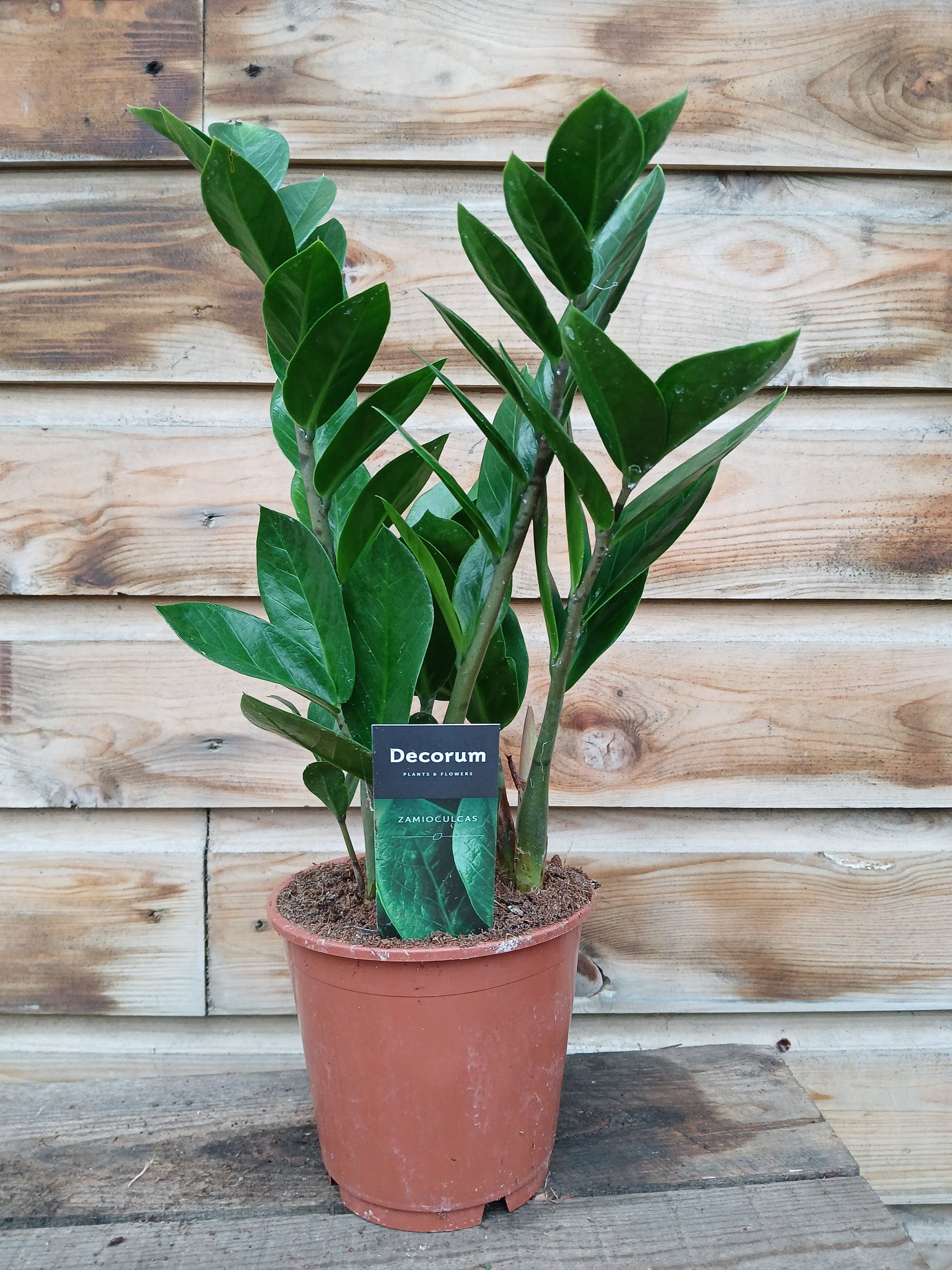Zamioculcas zamiifolia / P14 / 4-5 shoots-Easy Garden Centre