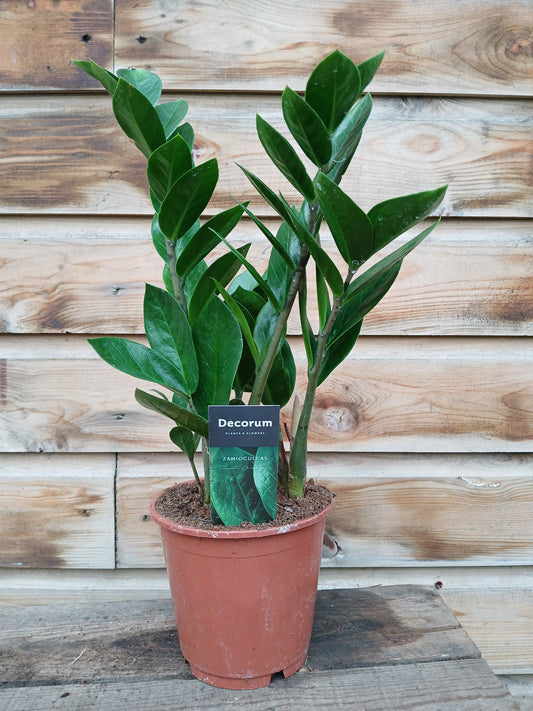 Zamioculcas zamiifolia / P14 / 4-5 shoots-Easy Garden Centre