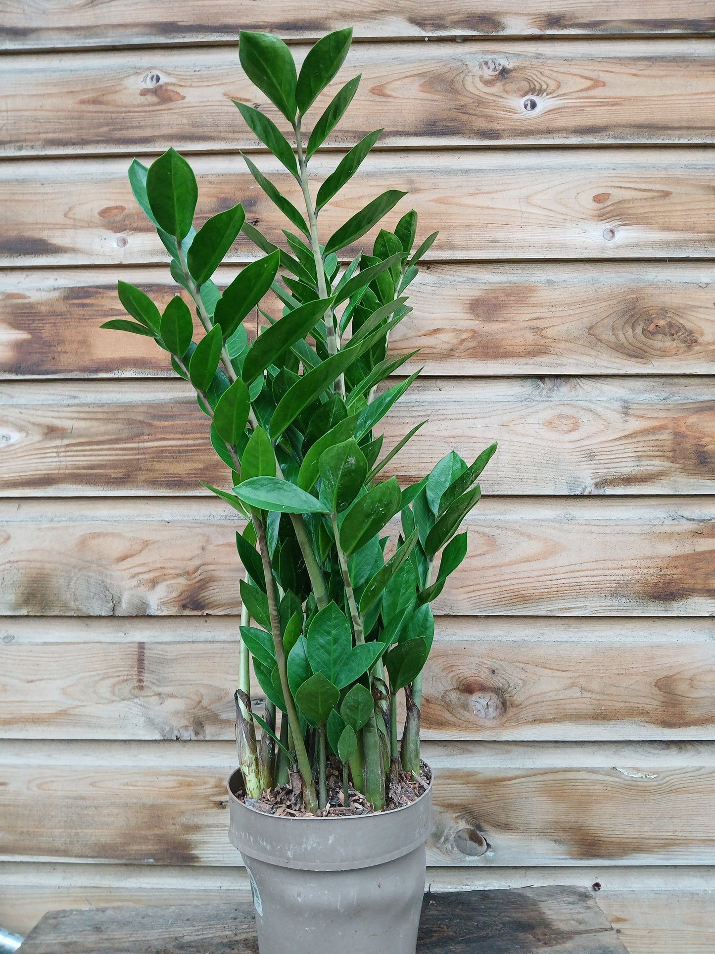 Zamioculcas zamiifolia / P17 / 10 petioles-Easy Garden Centre