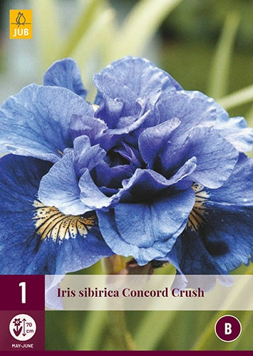 1 IRIS SIBIRICA CONCORD CRUSH