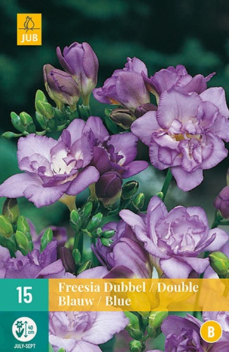 15 Freesia Double Blue