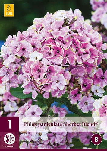 1 PHLOX PANICULATA SHERBET BLEND ®