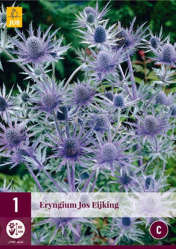 1 ERYNGIUM JOS EIJKING