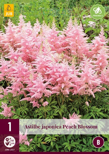 1 ASTILBE JAPONICA PEACH BLOSSOM