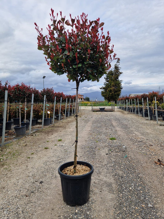 Photinia fras. Little Red Robin Nana / C18 - 1/2 std 40/50 head-Easy Garden Centre