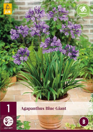 1 AGAPANTHUS BLUE GIANT