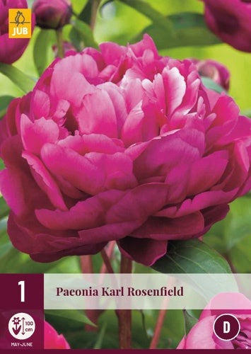 1 PAEONIA KARL ROSENFIELD