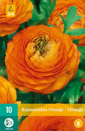 10 Ranunculus Orange