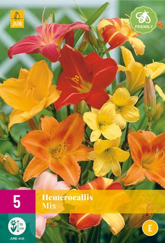 5 Hemerocallis Mix