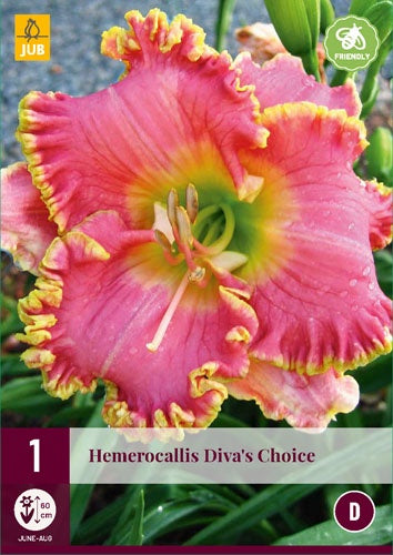 1 HEMEROCALLIS DIVA'S CHOICE