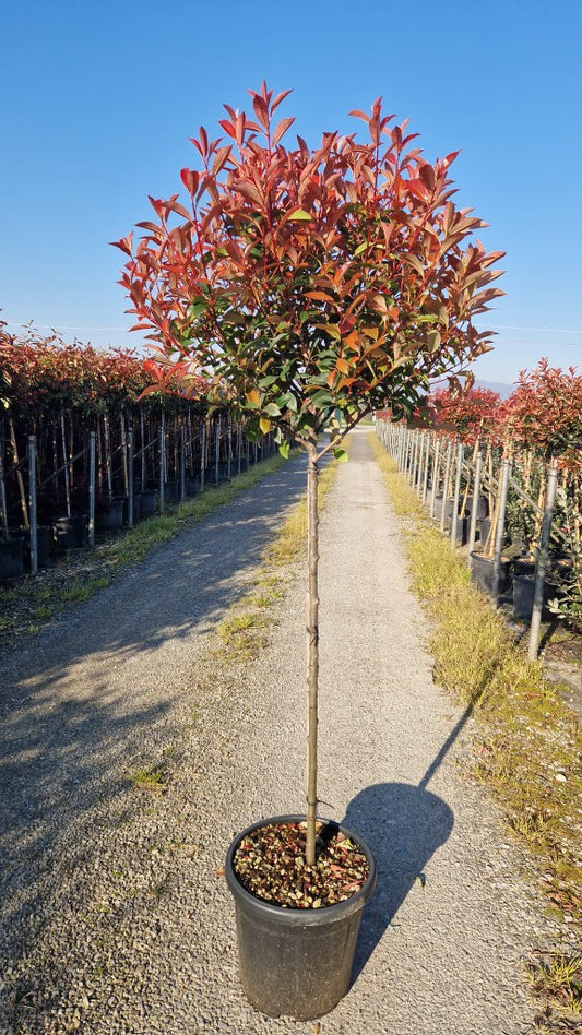 Photinia fras. Carre Rouge / C18 - 1/2 std 40/50 head-Easy Garden Centre