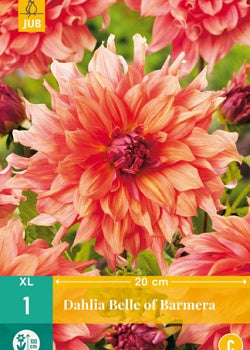 1 Dahlia Belle Of Barmera