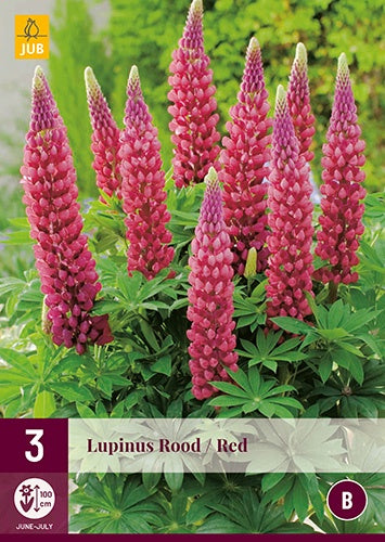 3 LUPINUS RED