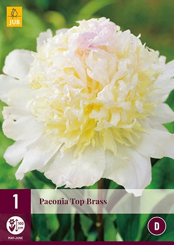 1 PAEONIA TOP BRASS