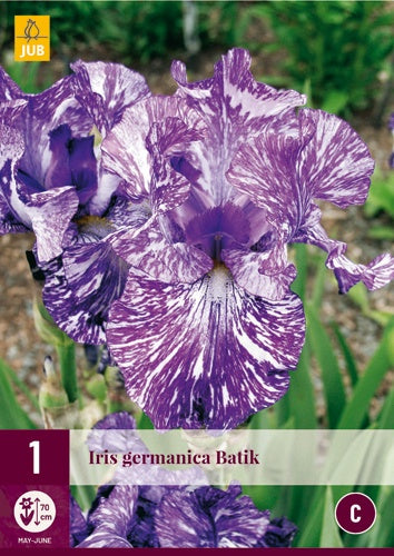 1 IRIS GERMANICA BATIK