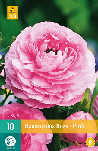 10 Ranunculus Pink