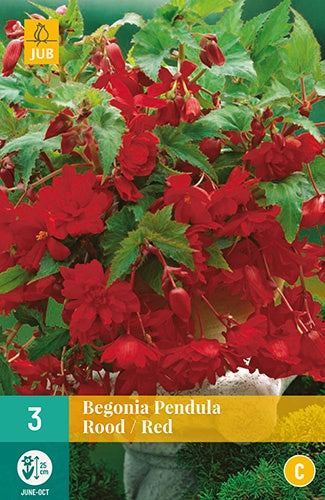 3 Begonia Pendula Red