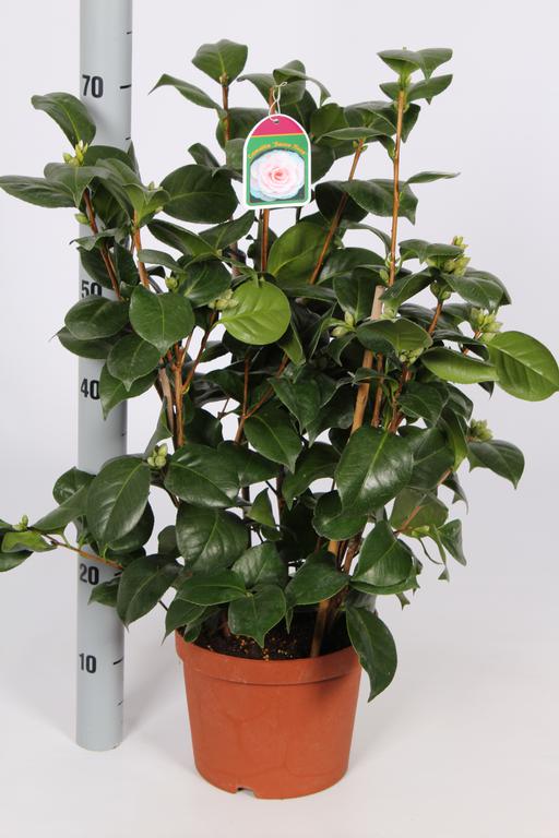 Camellia japonica in varieties / P21 (4 Ltr) / 60/70-BUSH-Easy Garden Centre