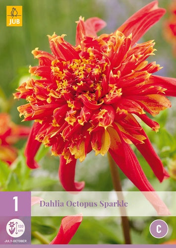 1 Dahlia Octopus Sparkle