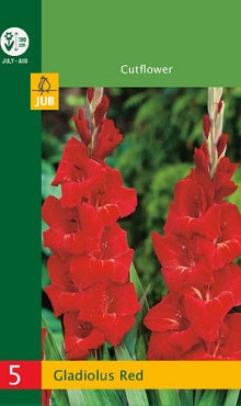 5 Gladiolus Red