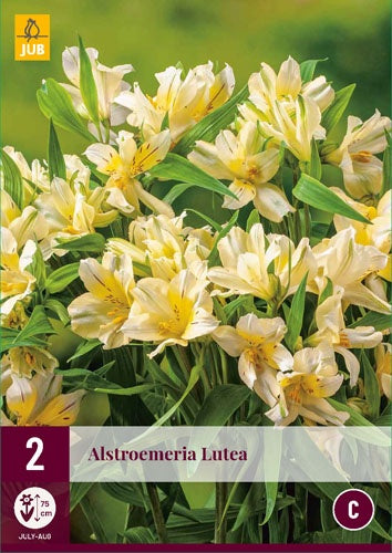 2 ALSTROEMERIA LUTEA