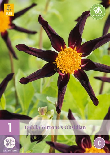 1 Dahlia Verrone'S Obsidian