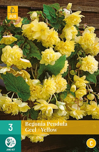 3 Begonia Pendulayellow